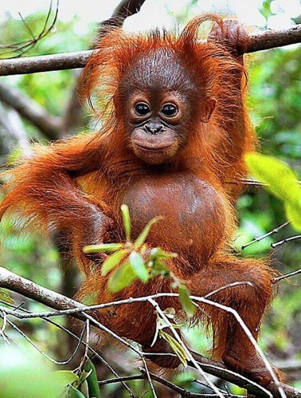 10 Animals That Prove They Can Rock It Like a Redhead Too — to a Redhead - Redhead Makeup