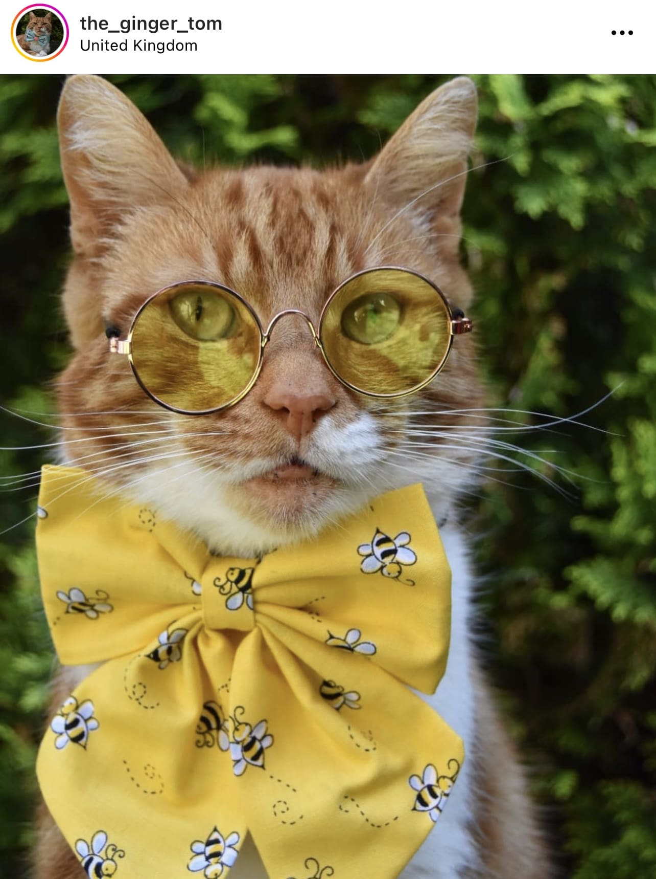 11 Ginger Cats for International Cat Day How to be a Redhead