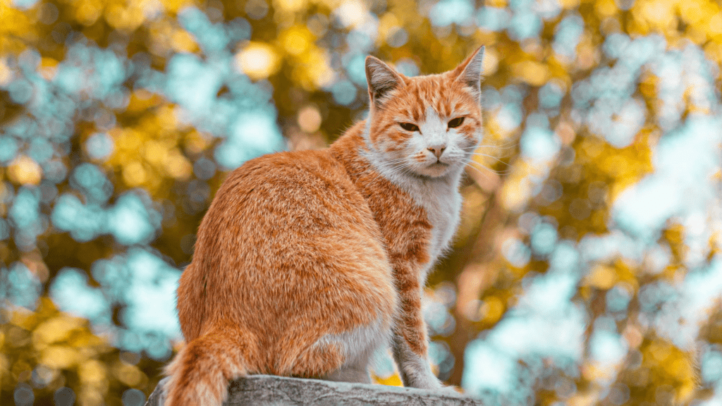 6 Halloween Costumes For Your Redhead Dog And Cat - H2BAR